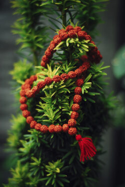 MALA buddyjska - RUDRAKSZA