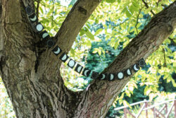 Czarna girlanda ze srebrzystymi wzorami z fazami księżyca zawieszona wśród drzew