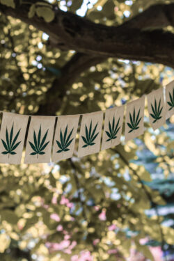 Girlanda z symbolem konopi zawieszona wśród drzew