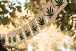 Ozdobna girlanda z zielonym stemplem konopi zawieszona wśród drzew